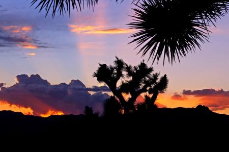 Silhouette of Plant during Daytime