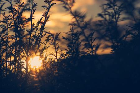 Silhouette of Plant during Sunset