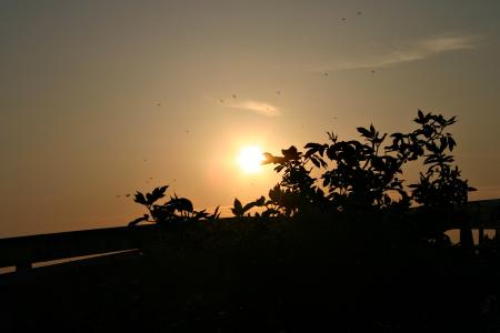 Silhouette of  plants