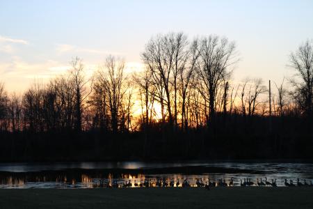 Silhouette of Tree and Body of Water during Golden Hour