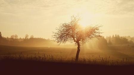 Silhouette of Tree during Sunset