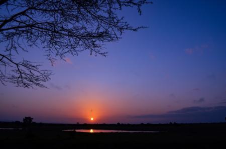 Silhouette of Tree during Sunset