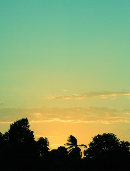 Silhouette of Tree during Sunset