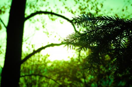 Silhouette of Tree Leaf on Green Background