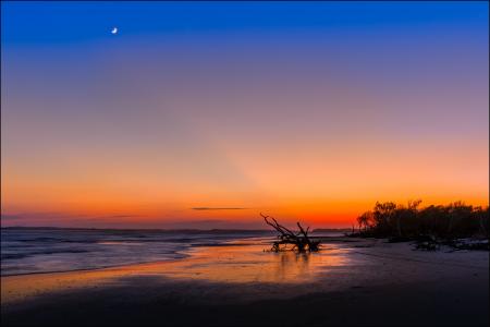 Silhouette of Tree Near Sea Shore during Sunset