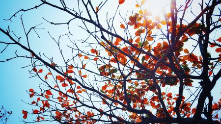 Silhouette of Tree Under Blue Sky