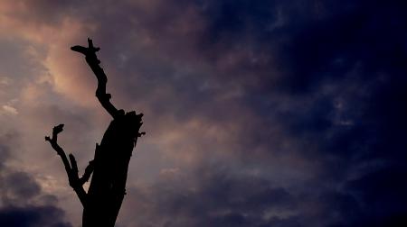 Silhouette Of Tree