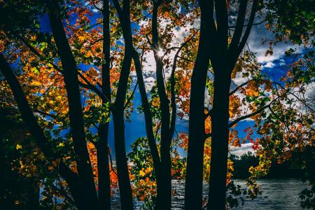 Silhouette of Trees