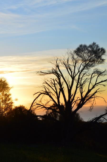 Silhouette of Trees