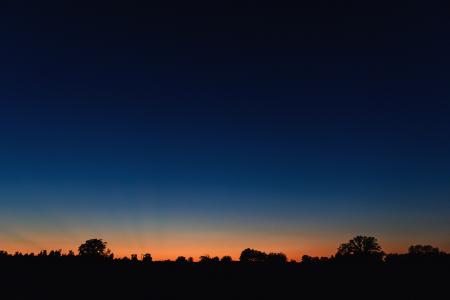 Silhouette of Trees