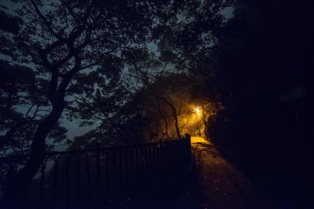 Silhouette Of Trees