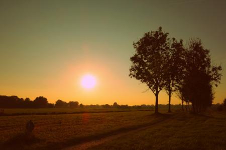 Silhouette of Trees Against Sunset