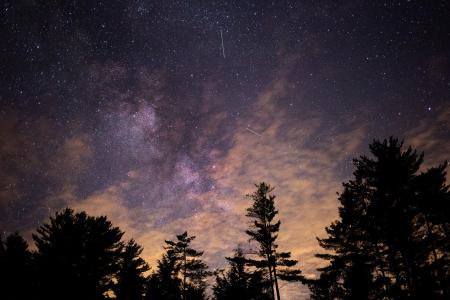 Silhouette of Trees at Night