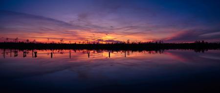 Silhouette of Trees at Sunset