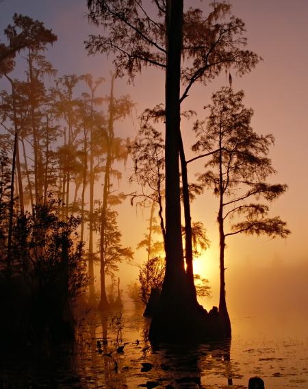 Silhouette of Trees Beside Body of Water during Sunset