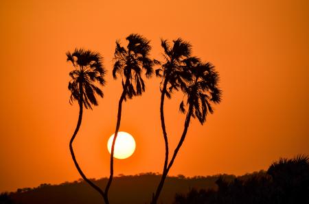 Silhouette of Trees during Golden Hour