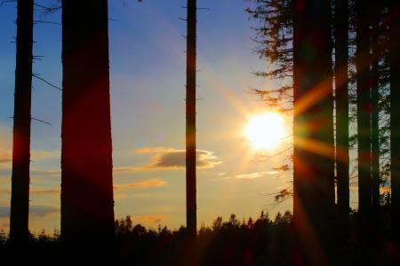 Silhouette of Trees during Golden Hour