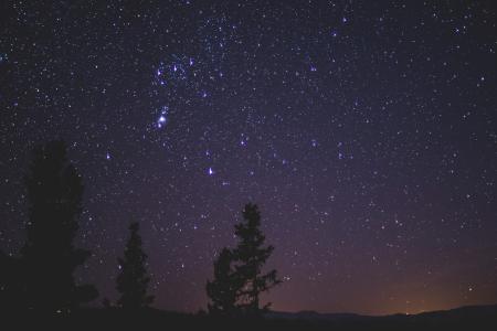 Silhouette of Trees during Night time