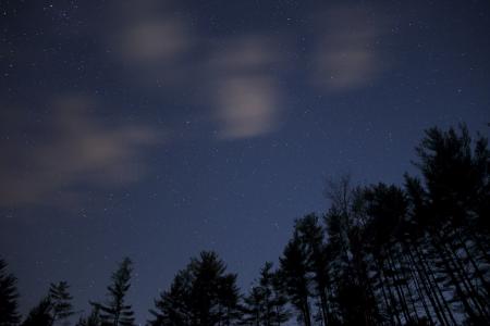 Silhouette of Trees during Night Time