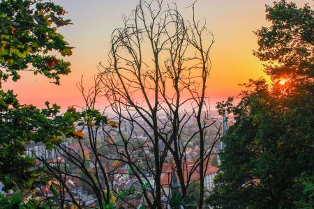 Silhouette Of Trees During Sunset