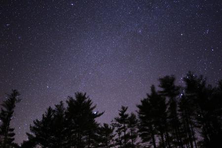 Silhouette of Trees Under Black Skies With Stars during Night Time