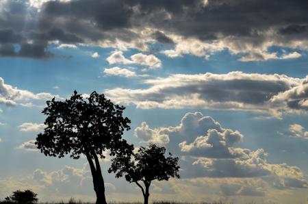 Silhouette Of Trees Under Cloudy Skies