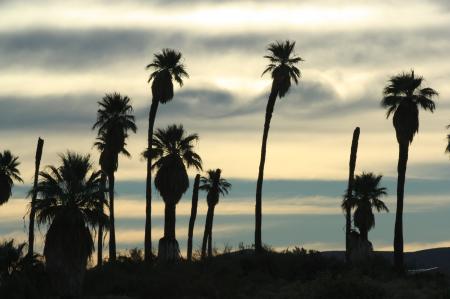 Silhouette of Trees Under Cloudy Sky during Daytime