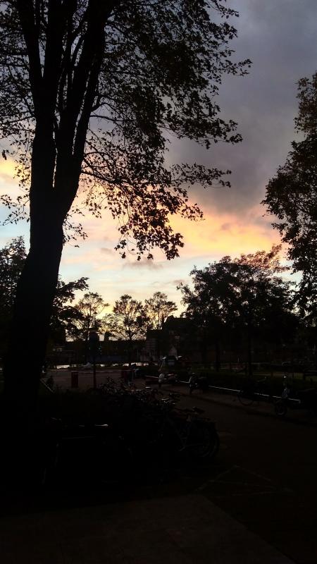 Silhouette of Trees Under Golden Time