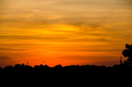 Silhouette of Trees Under Orange Sky