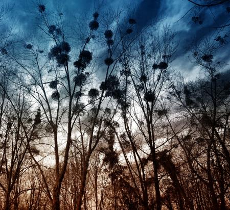 Silhouette of Trees Without Leaves