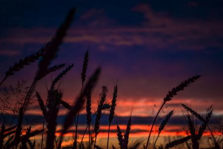 Silhouette of Wheats during Dawn in Landscape Photography