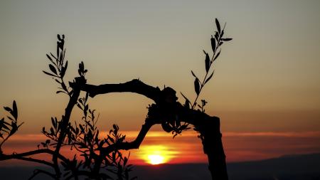 Silhouette Photo of a Tree during Golden Hour