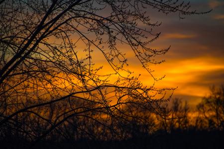 Silhouette Photo of Branches of Tree During Dusk