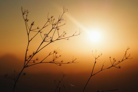 Silhouette Photo Of Plants