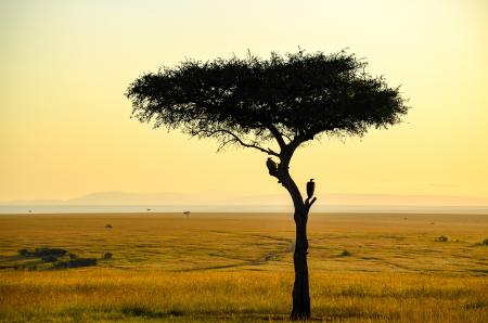 Silhouette Photo Of Tree