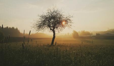 Silhouette Photo of Tree and Grass during Golden Hour