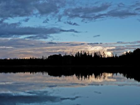Silhouette Photo of Tree Near Body of Water Under Blue Sky
