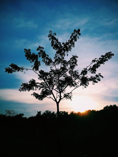 Silhouette Photo of Tree