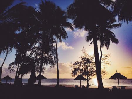 Silhouette Photo Of Trees