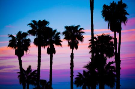 Silhouette Photo of Trees