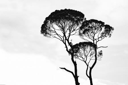 Silhouette Photo of Trees