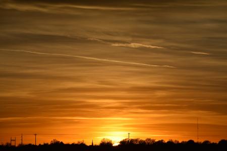 Silhouette Photo of Trees during Golden Hour