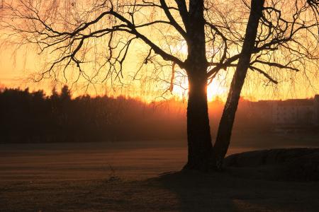 Silhouette Photo of Trees during Golden Hour