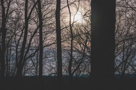 Silhouette Photograph of Trees