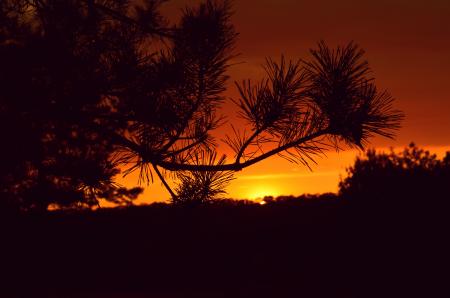 Silhouette Photography of a Tree