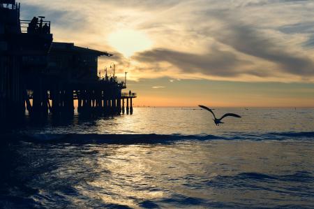 Silhouette Photography of Bird Near Sea Dock