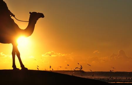 Silhouette Photography Of Man Riding Camel Overseeing Orange Sunset And Flock Of Birds