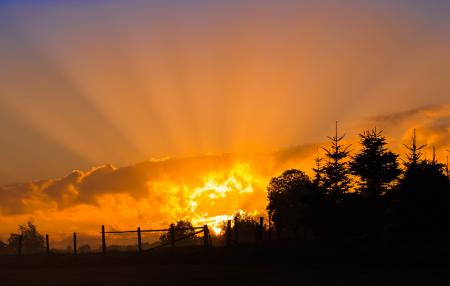 Silhouette Photography of Tree during Sunset