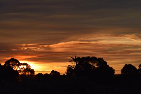 Silhouette Photography of Tress during Sunset