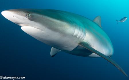 Silky Shark